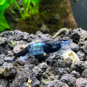 Black and blue rili shrimp