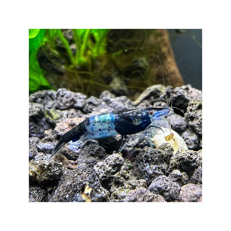 Black and blue rili shrimp