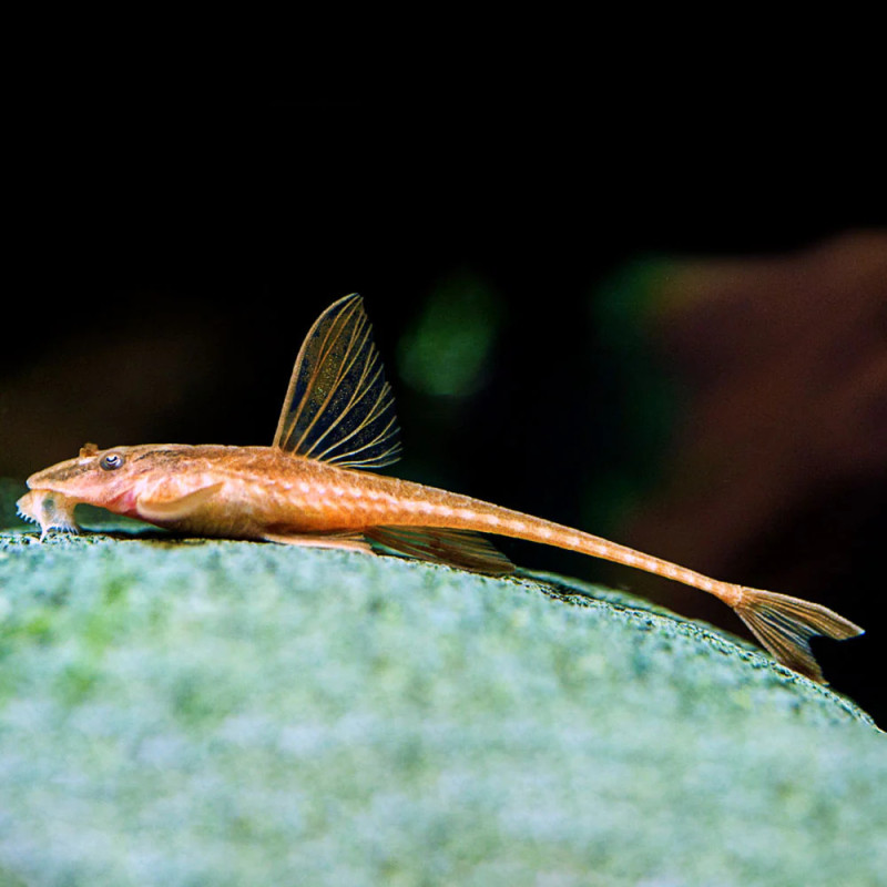 Red lizard whiptail pleco