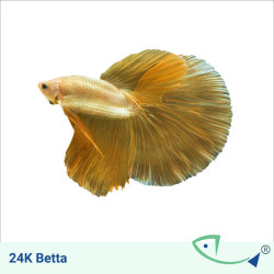 24k Gold Betta - Male