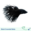Black Crowntail Betta - Male
