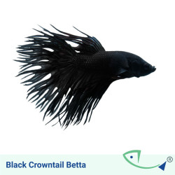 Black Crowntail Betta - Male