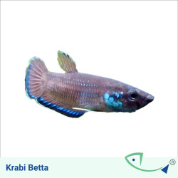 Krabi Mouth-Brooding Betta - Male