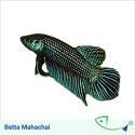 Mahachai Betta - Male