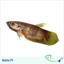 Pi Betta - Male