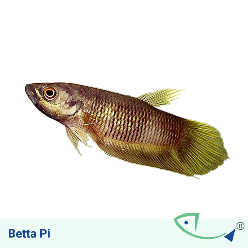 Pi Betta - Male