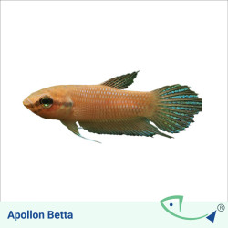 Apollon Betta - Male
