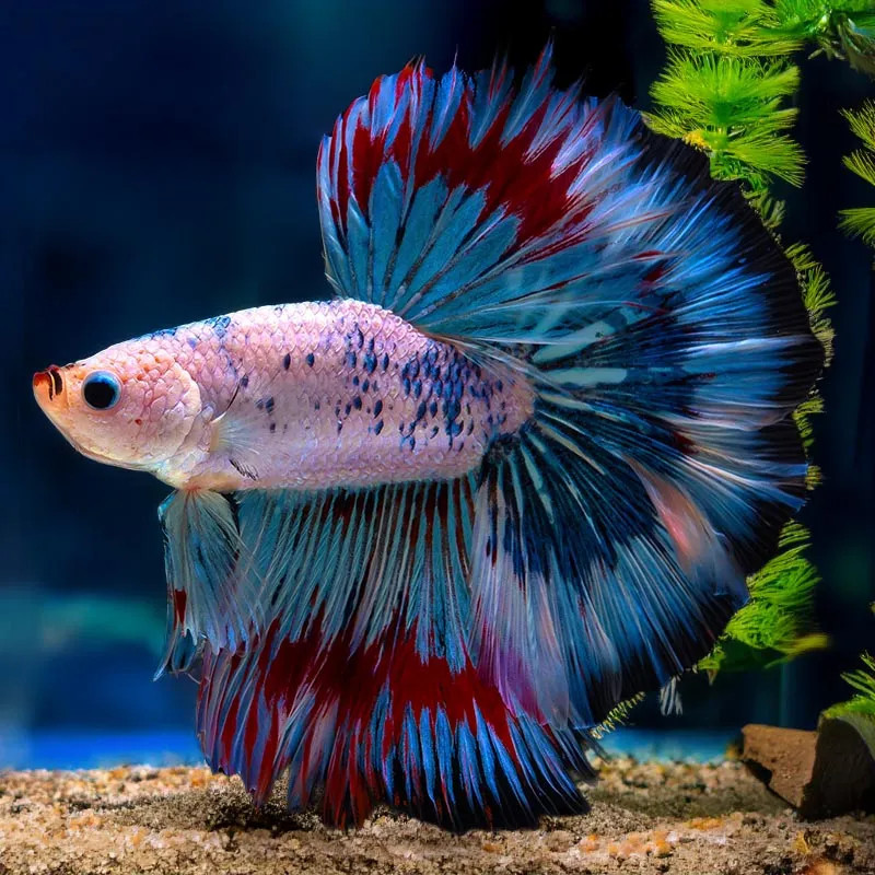 Halfmoon Betta - Male