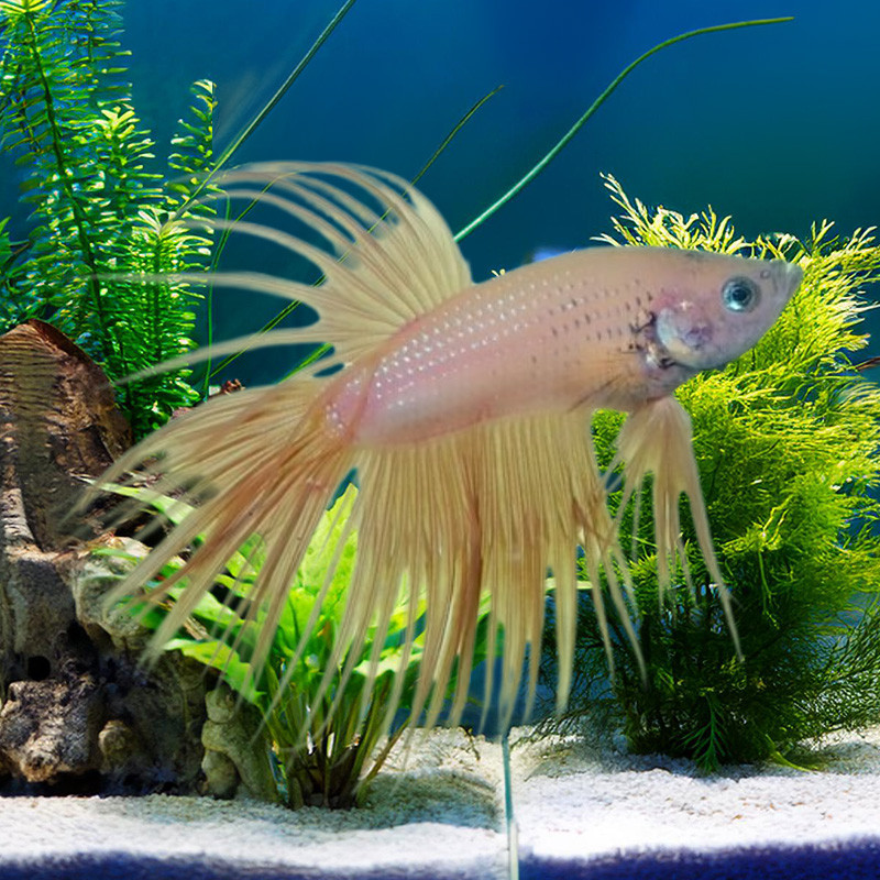 Green Eye Premium Crown tail Betta