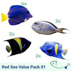 Red Sea ValuePack 01