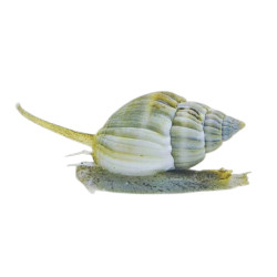 Nassarius Snail