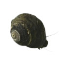 Black Margarita Snail