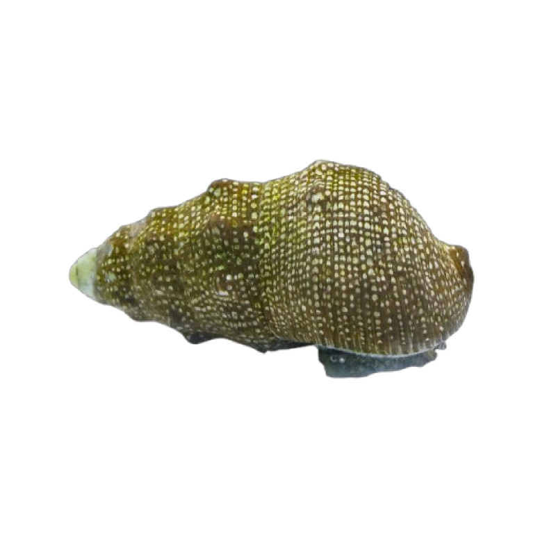 Cerith Snail