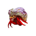 Red Tip Hermit Crab
