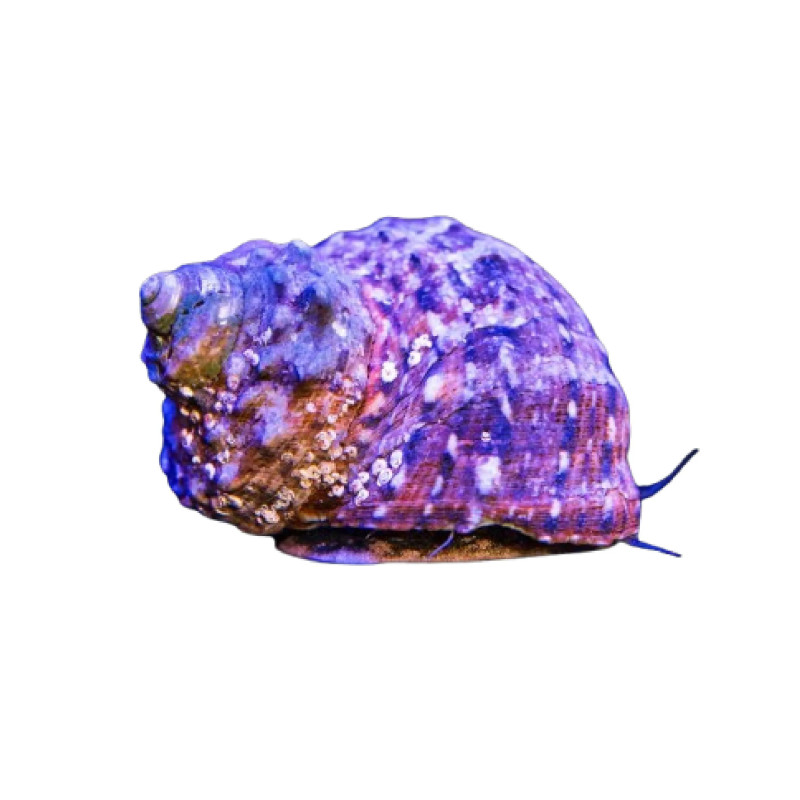 Mexican Turbo Snail