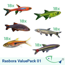 Rasbora ValuePack 01