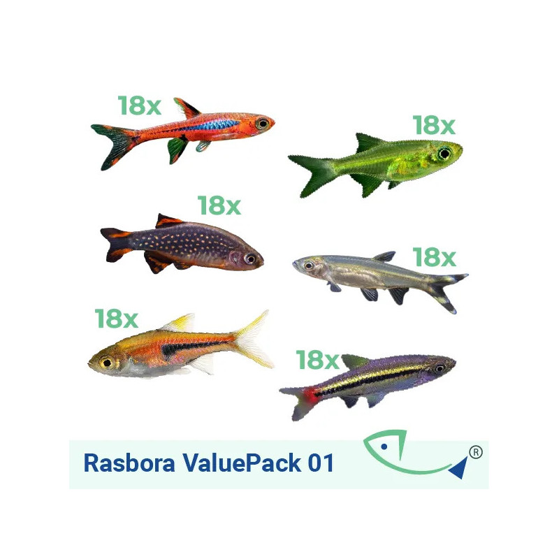 Rasbora ValuePack 01