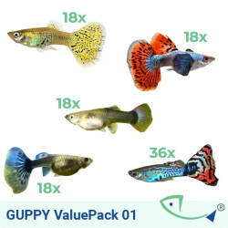 GUPPY ValuePack 01