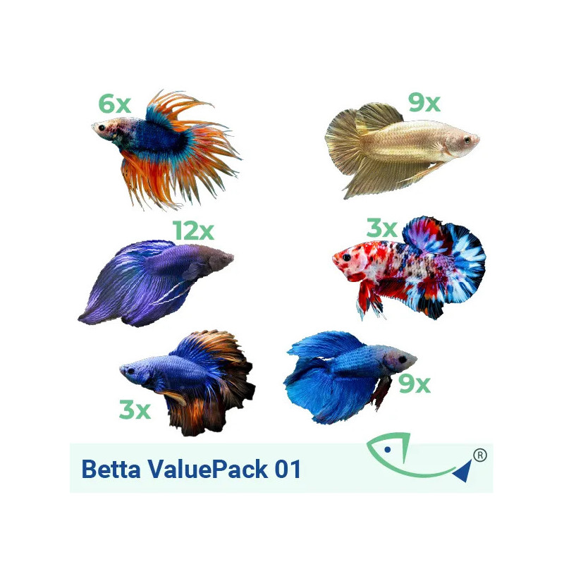 BETTA ValuePack 01