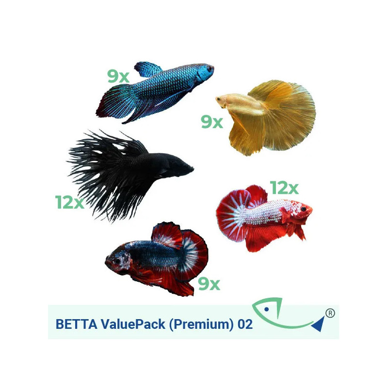 BETTA ValuePack (Premium) 02