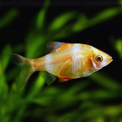 Albino Tiger Barb
