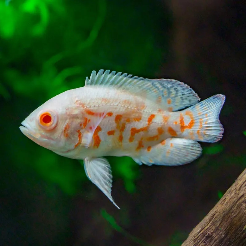 Albino Tiger Oscar