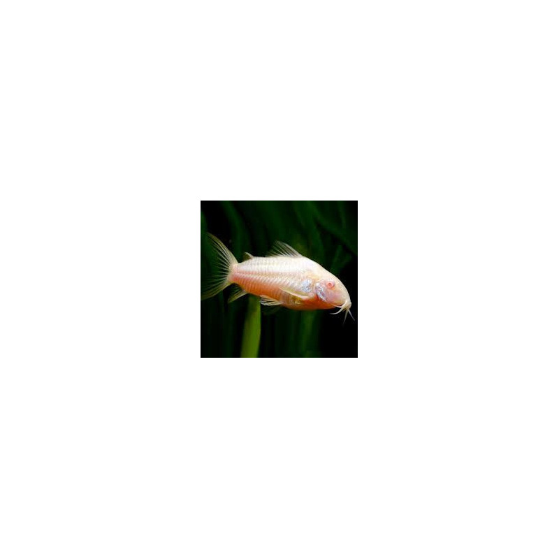 Albino Cory Catfish