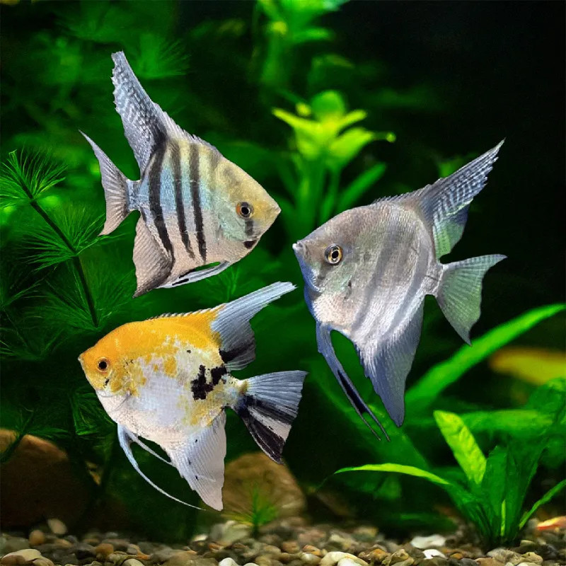Assorted Angelfish