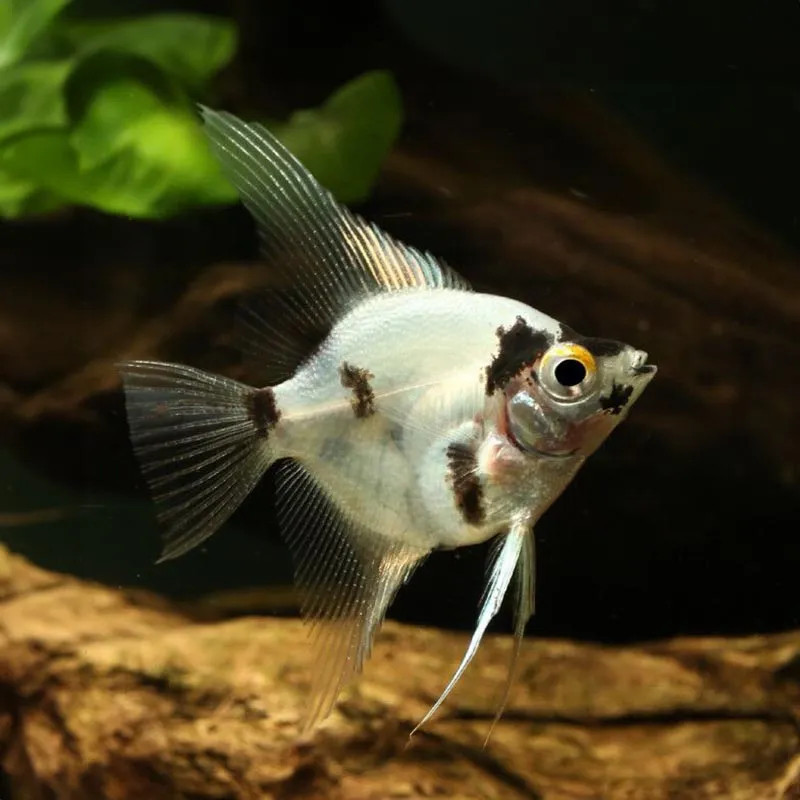 Panda Angelfish