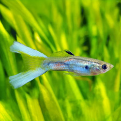 Lyretail Guppy - Male