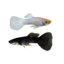 Yin Yang Guppy - Male