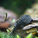Hillstream Tiger Loach