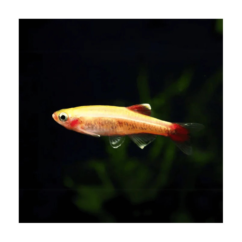 White Cloud 24kt Gold Minnow
