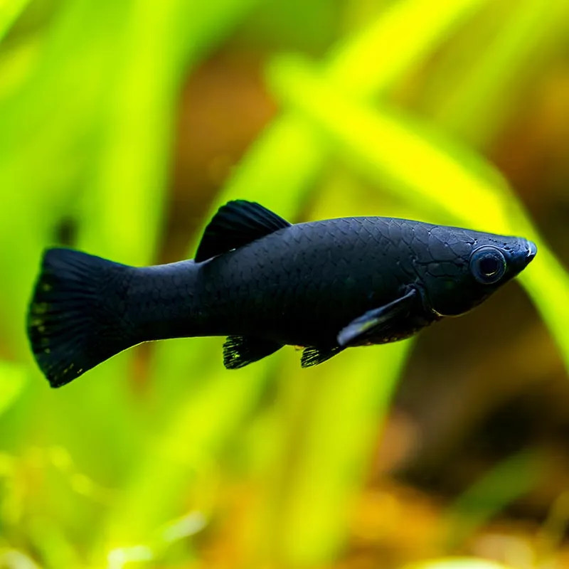 Black Molly