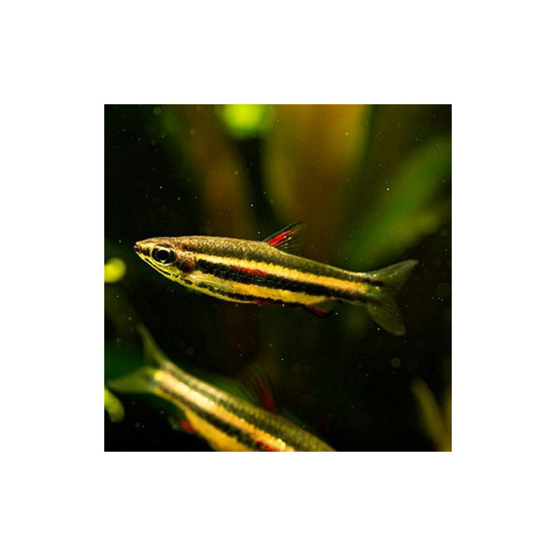 Golden Pencilfish