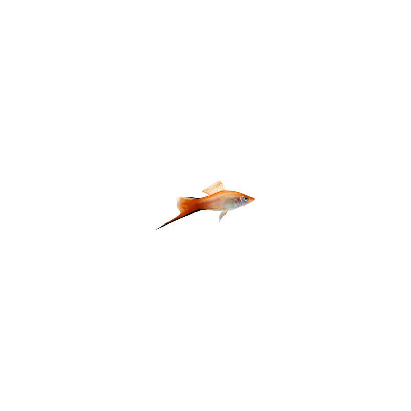 Solar Flare Twinbar Swordtail