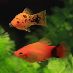Assorted Jumbo Platy