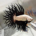 Black & White Crowntail Betta - Male