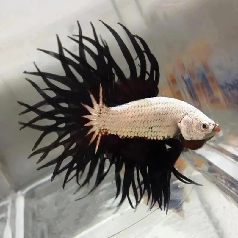 Black And White Crowntail Betta - Male, Medium