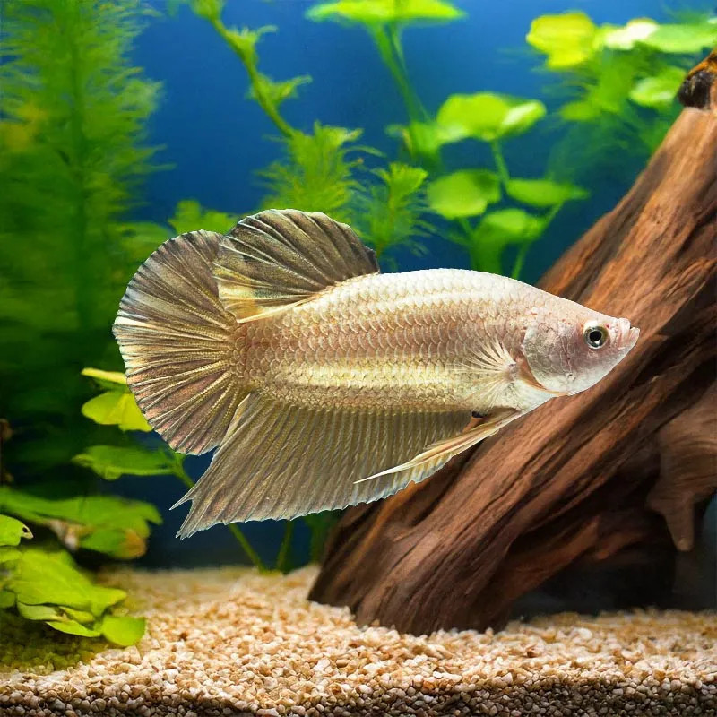 Super Deltatail Betta - Male