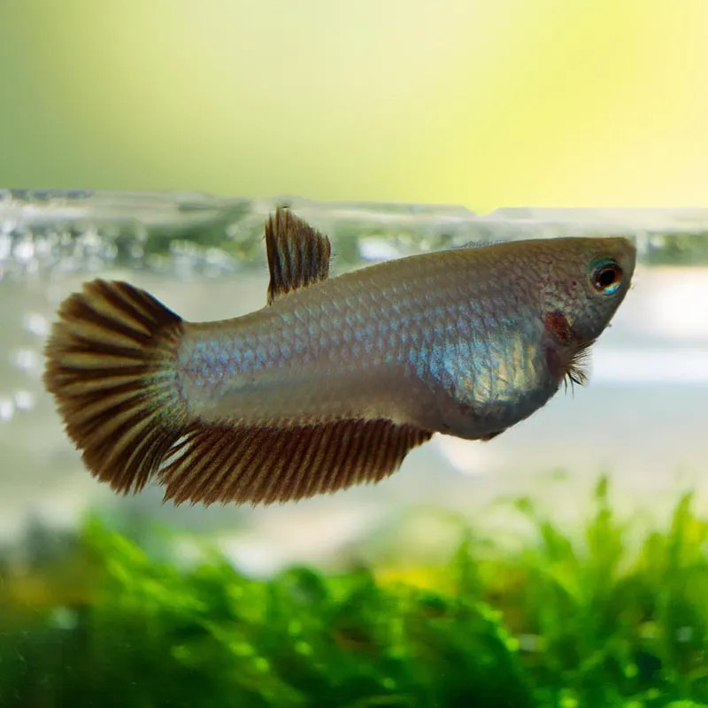 Halfmoon Betta - Female