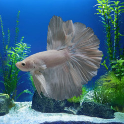 White Platinum Betta - Male