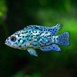 Electric Blue Jack Dempsey Cichlid