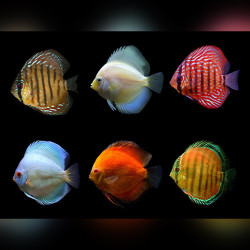 Assorted Discus