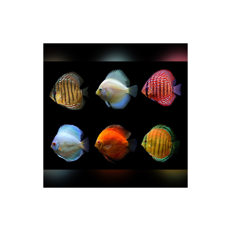 Assorted Discus
