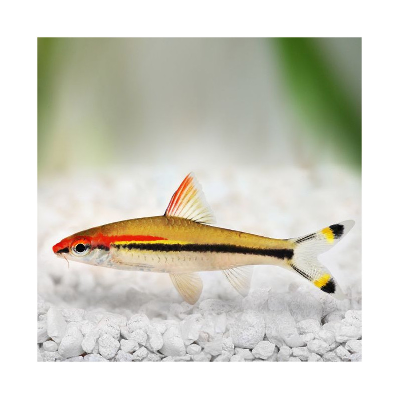 Rose Line Shark - Male