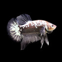 Black Samurai Betta - Male