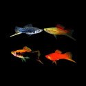 Assorted Jumbo Swordtail - XL