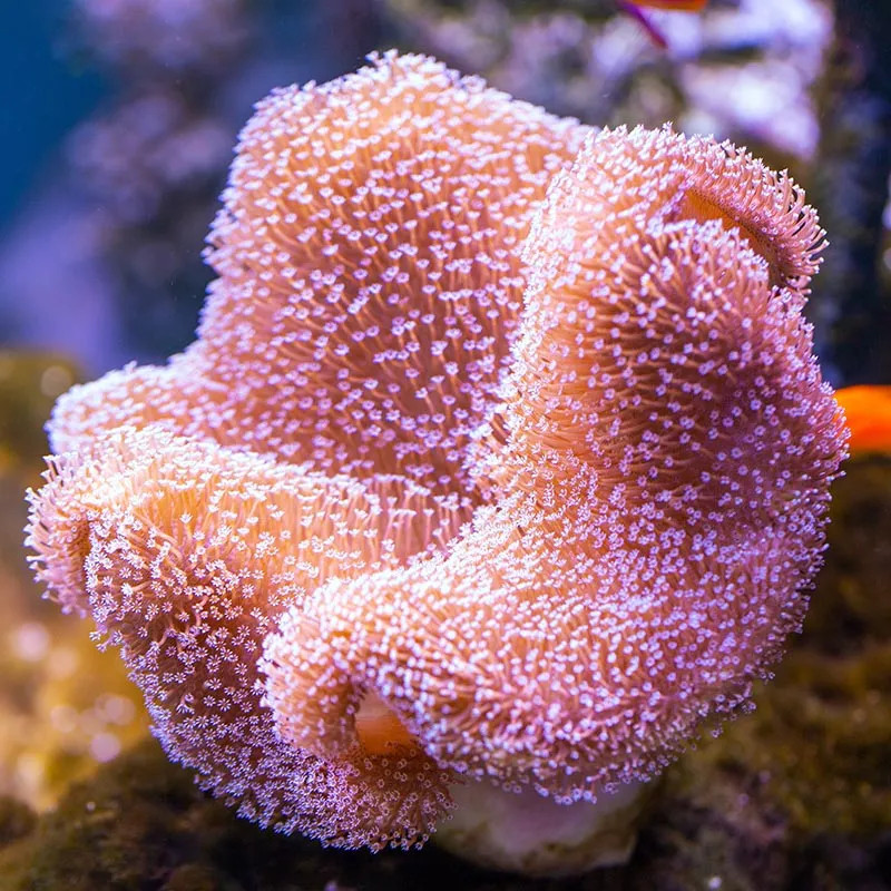 Carpet Anemone