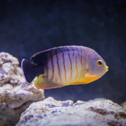 Eibli Angelfish - S